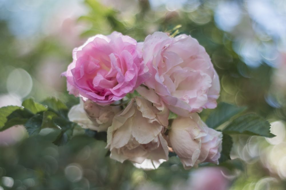 Photograph by Татьяна Байкова