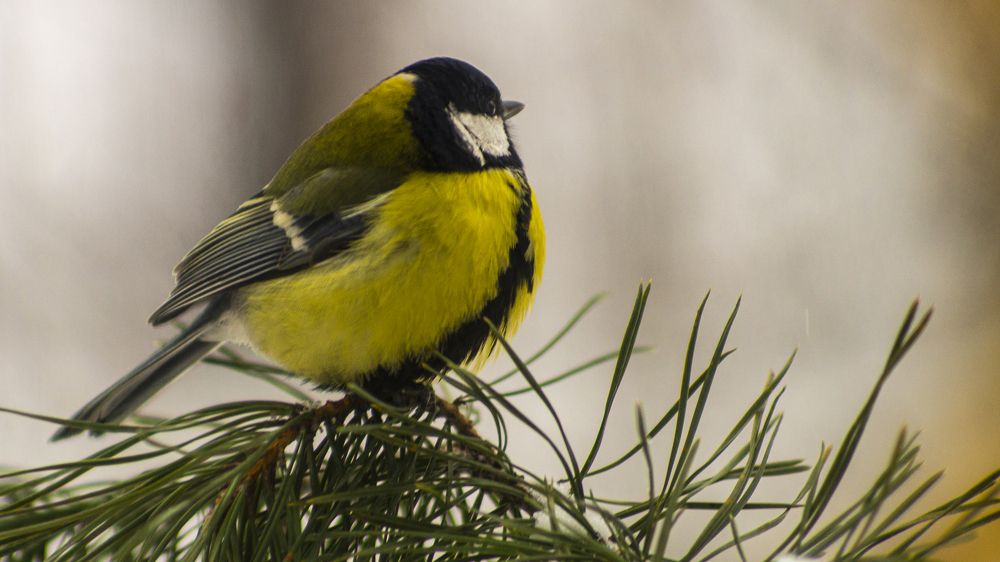 Фотография автора Роман Чернышов