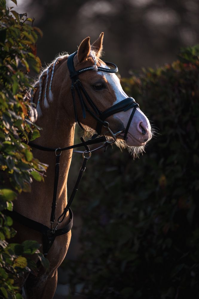 Уэльская Эмма