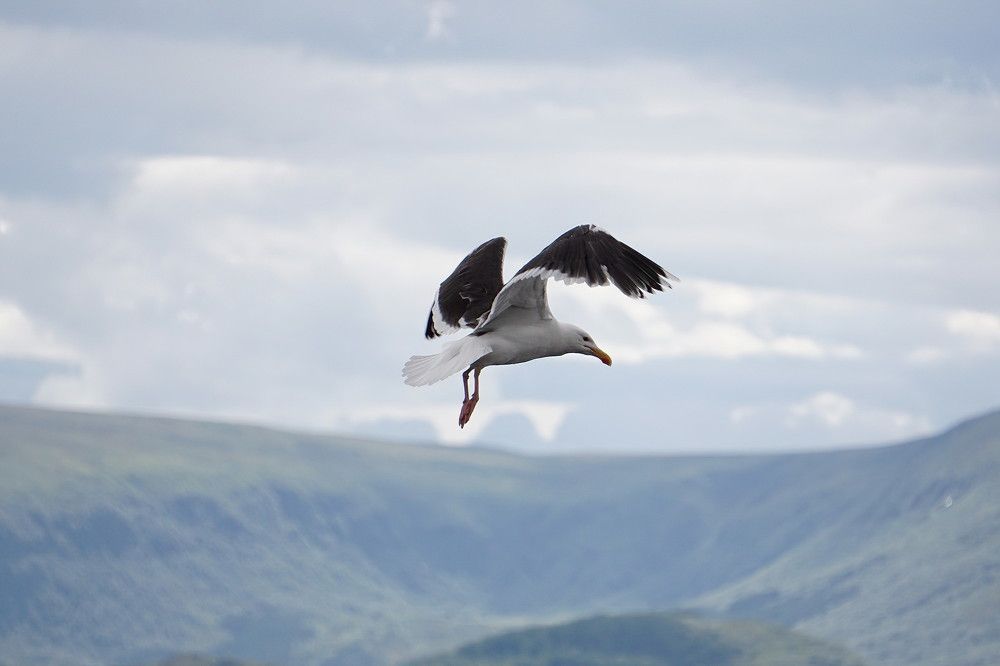 Photograph by Игорь Семеновский