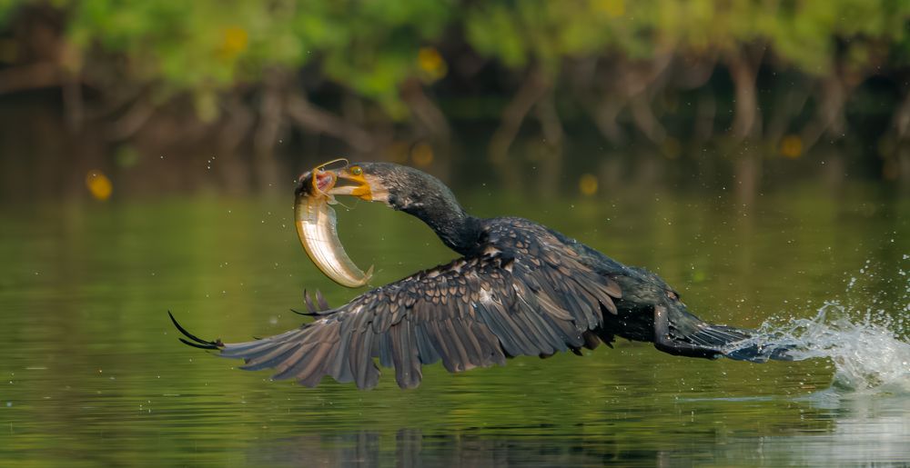Photograph by Manoj Nair