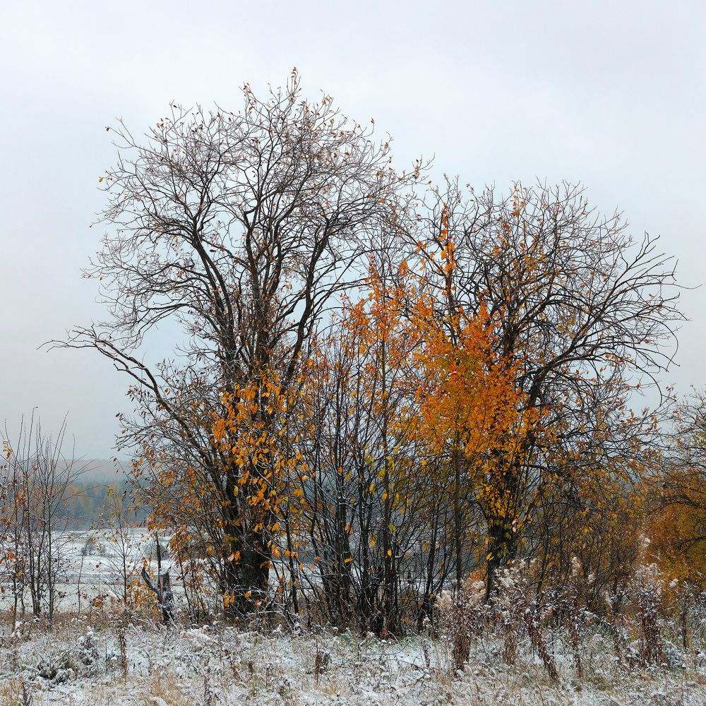 Ветки и листья