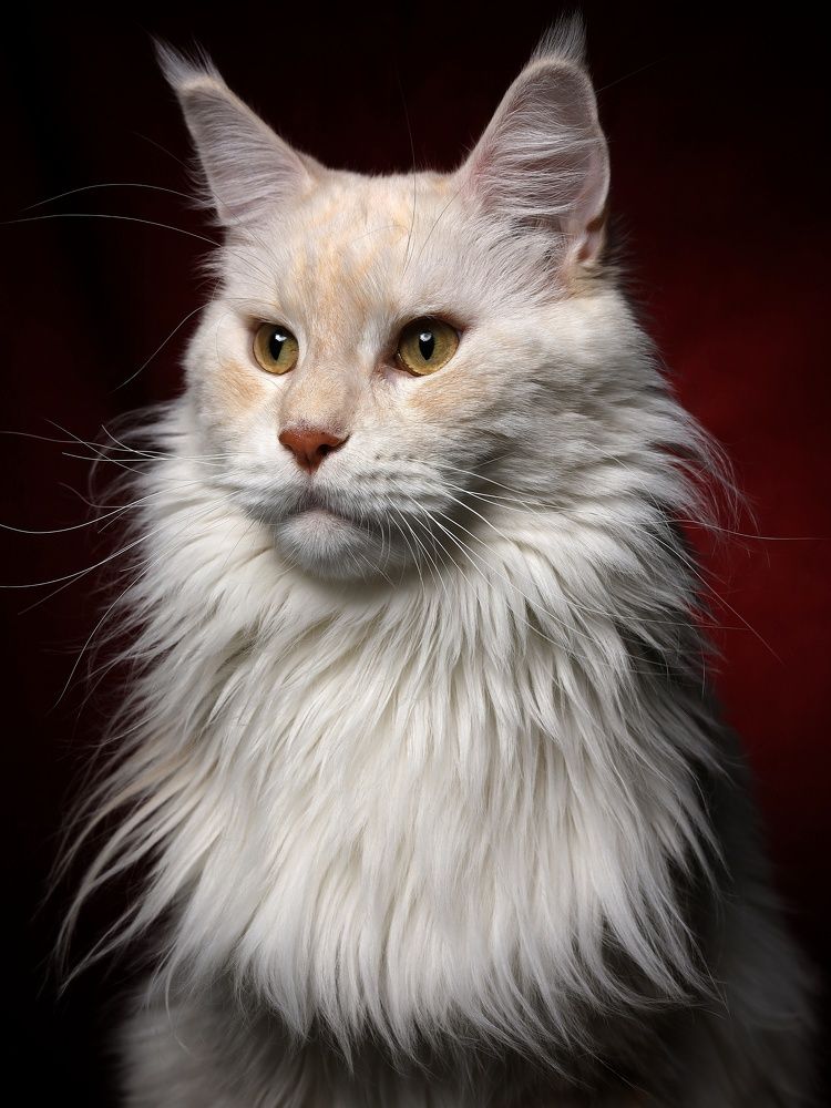 Photograph by Vladimir Grigorjev