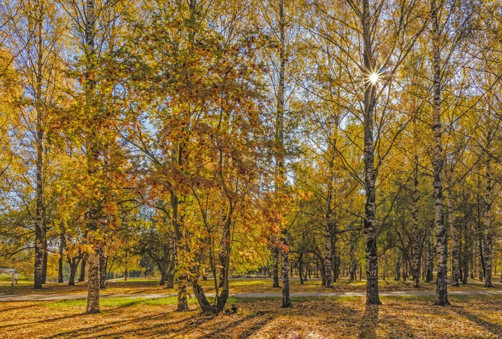 Солнечный денек