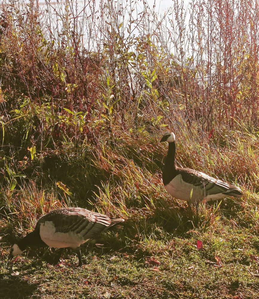 Два весёлых гуся...