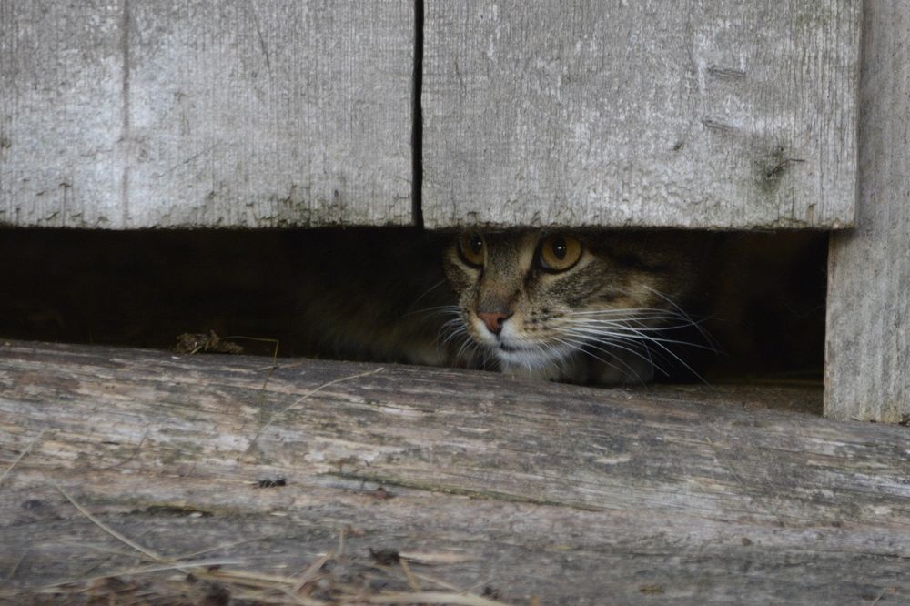 Photograph by Галина Катанова