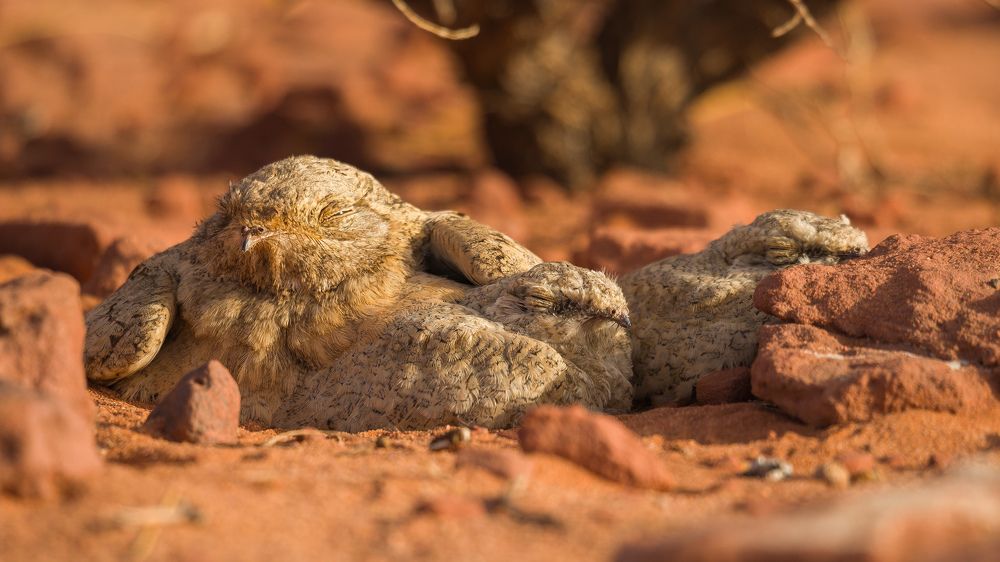 Engoulevent du désert