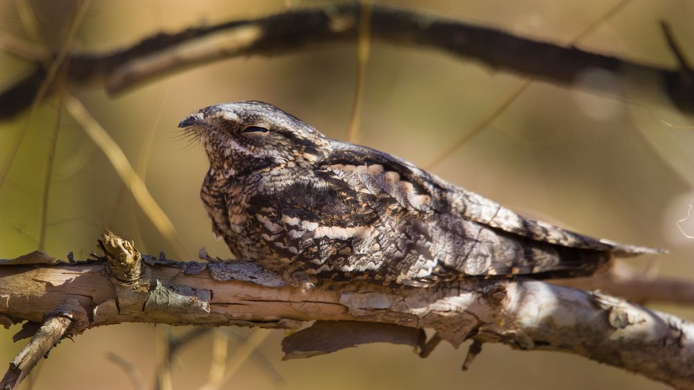 Engoulevent d'Europe