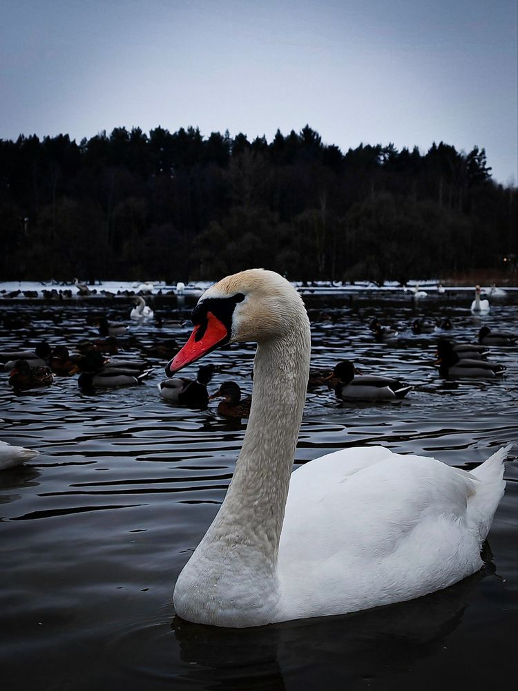 Photograph by Maria Stankevich