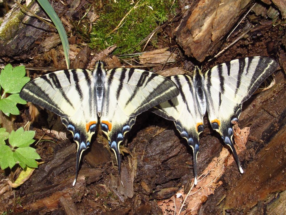 Photograph by Денис Веску