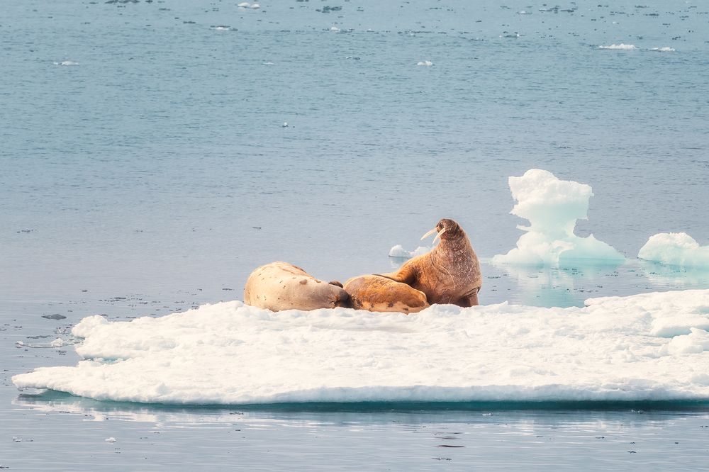 Семья моржей