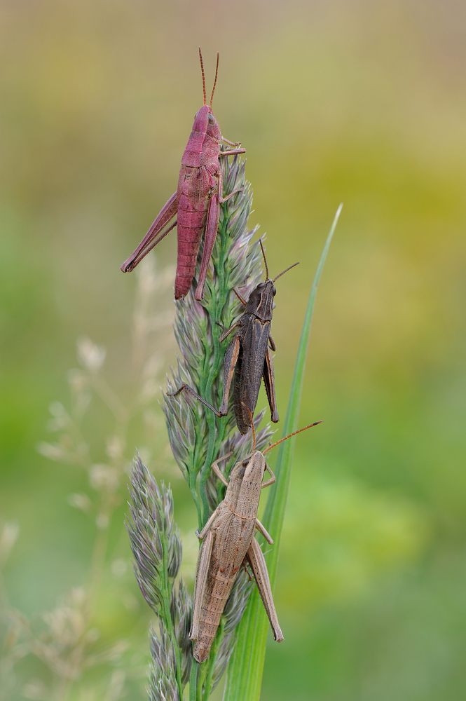Девушки бывают разные.