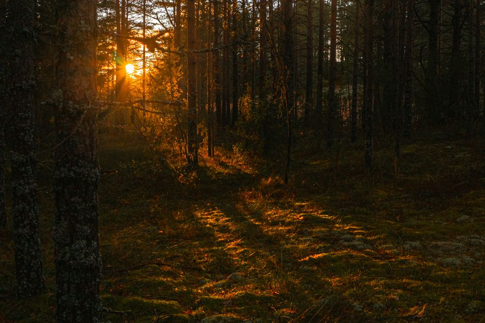 Photograph by Александра Раева