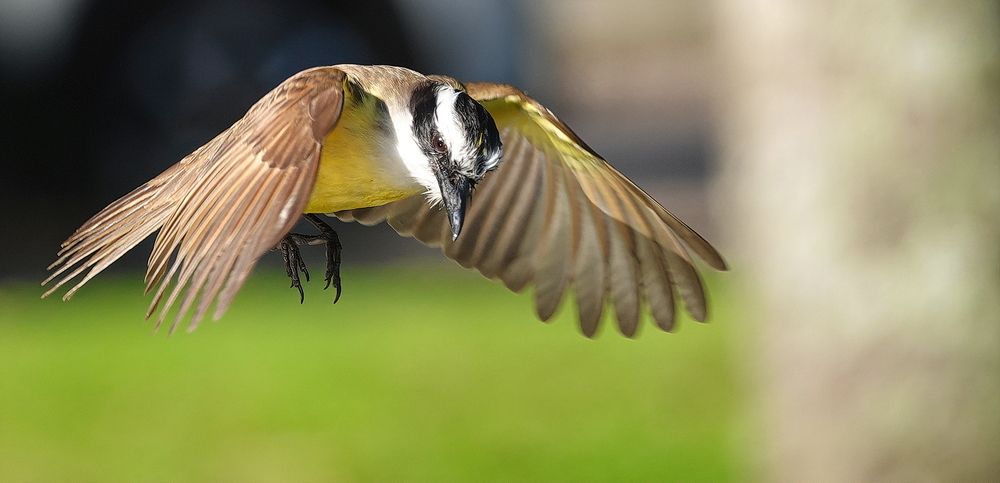 Photograph by Marcelo Luzzi