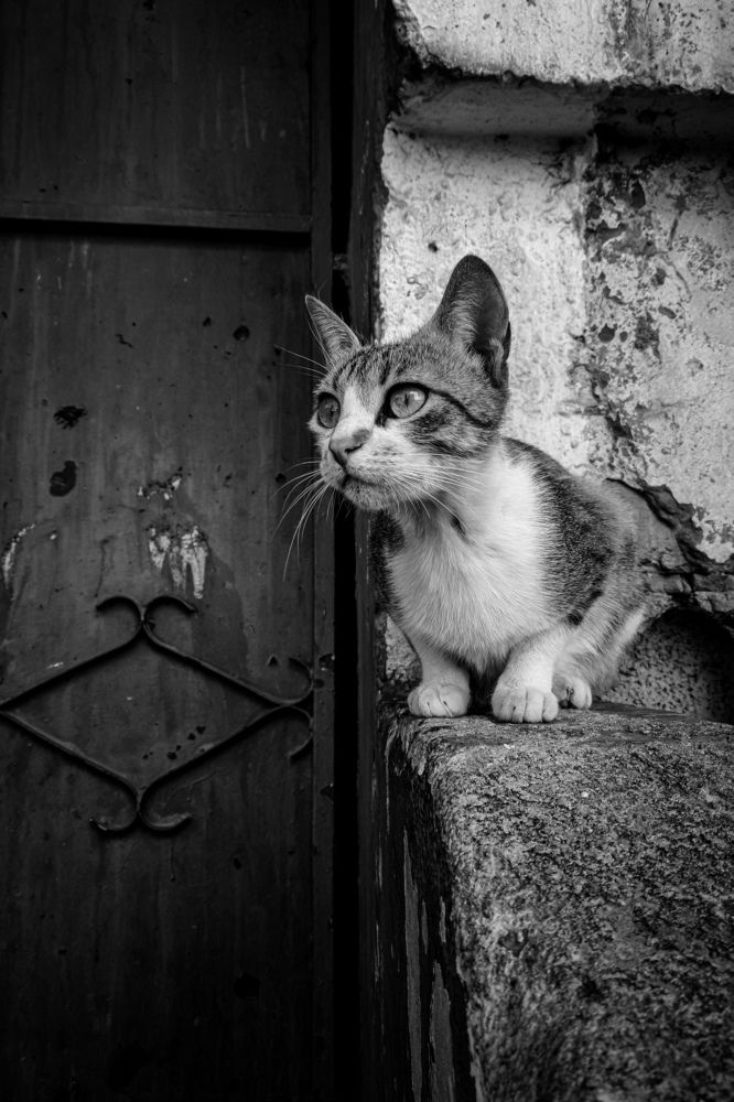 Photograph by Zineddine Benrabah