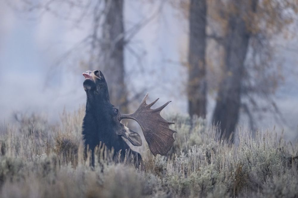 Bull Moose of the Grand Tetons