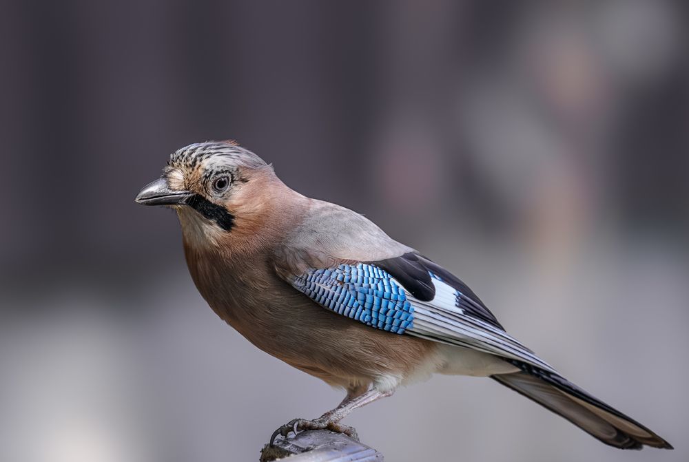 Photograph by Курлянцев Алексей