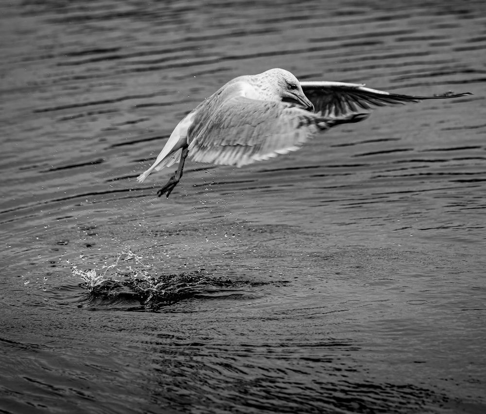 Photograph by Khalid Yousif