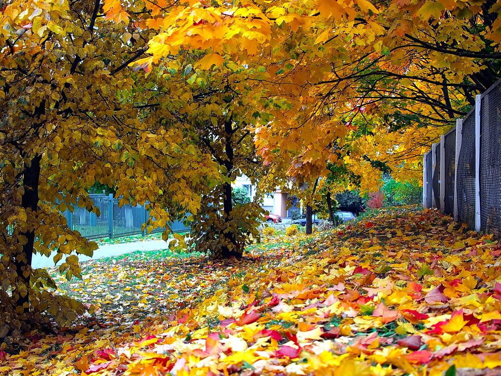 Photograph by Игорь Чеботарёв