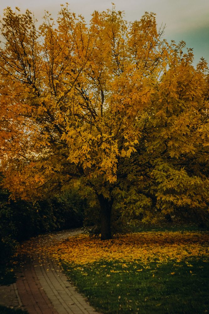 Фотография автора Алиса Исаева