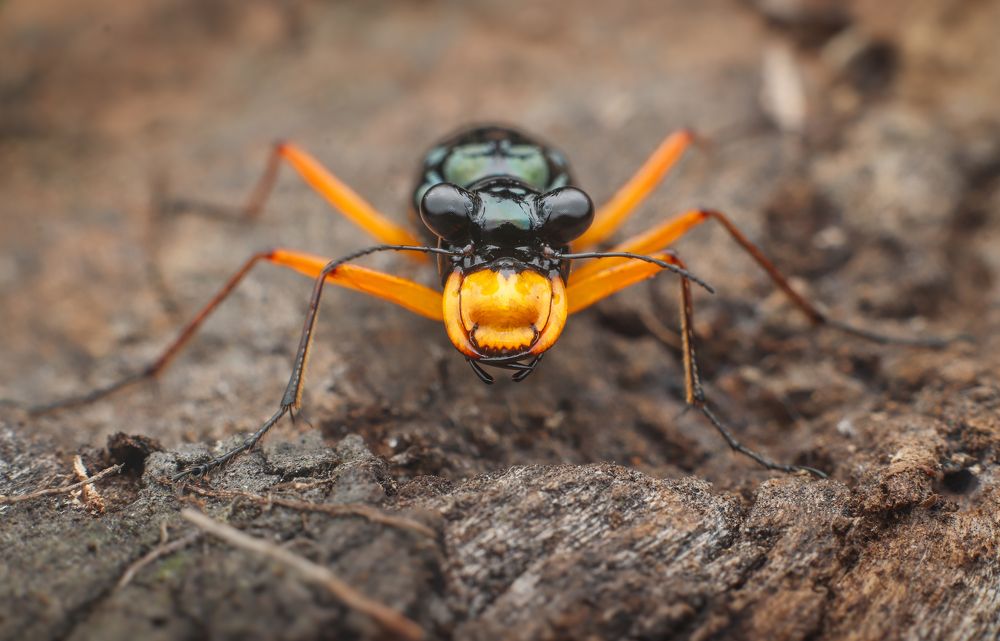 Photograph by Mark Kineth Casindac