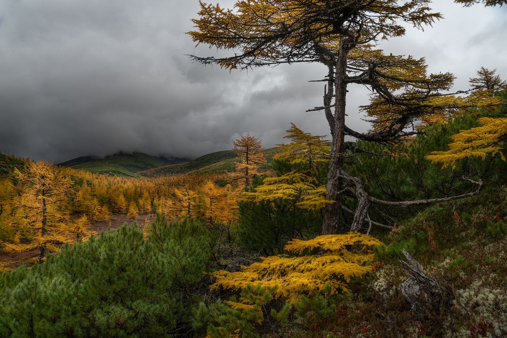 Photograph by Светлана Гореликова