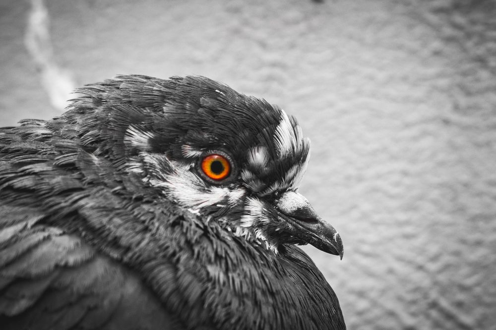 Photograph by Николай Владимирович