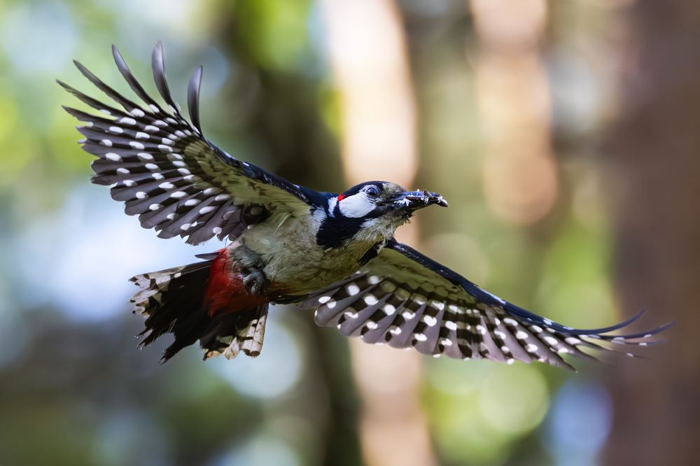 Фотография автора Александр Шипиленко