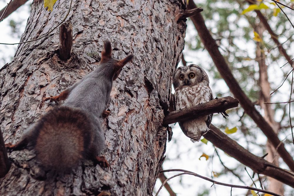 Новый сосед ?
