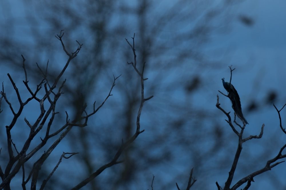 Magical Winter Morning