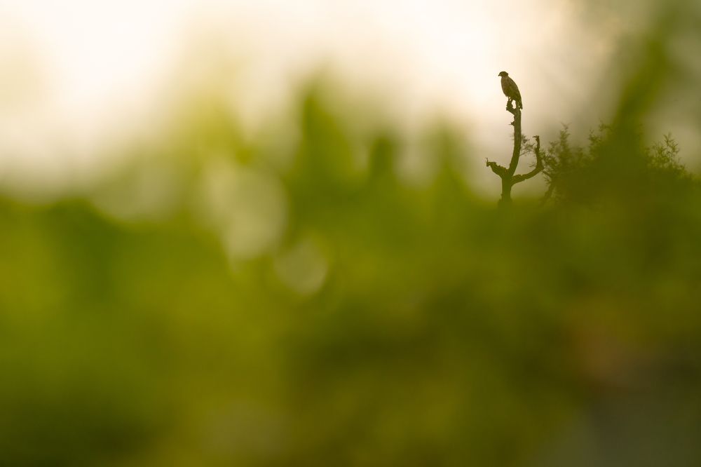 Crested Serpent eagle