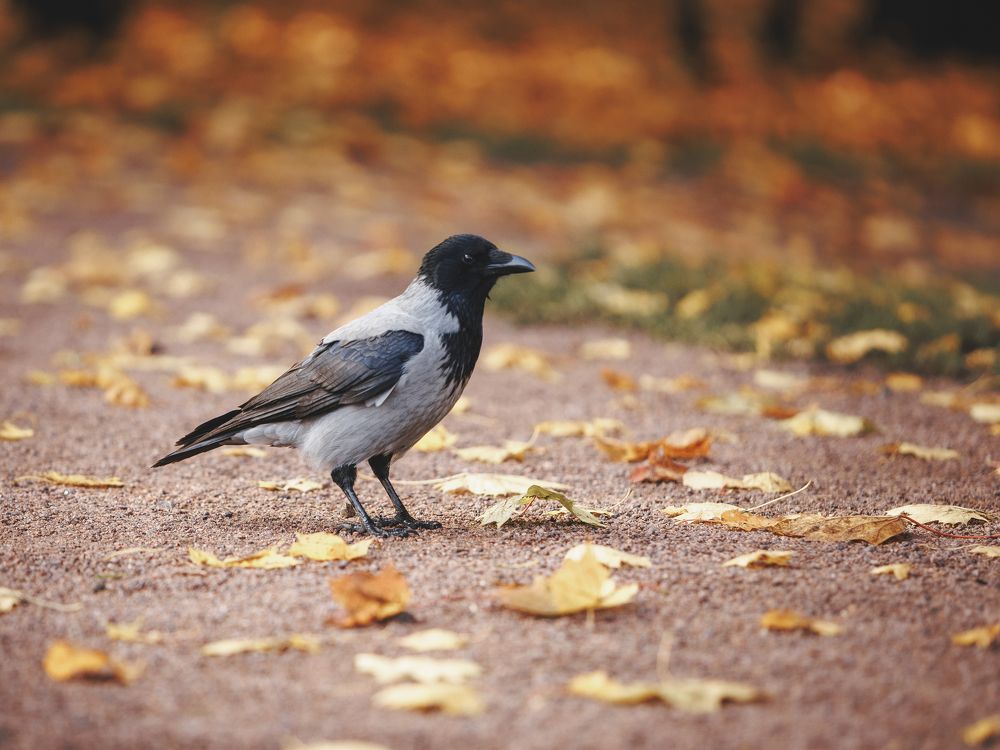 Photograph by Мария Клещенко