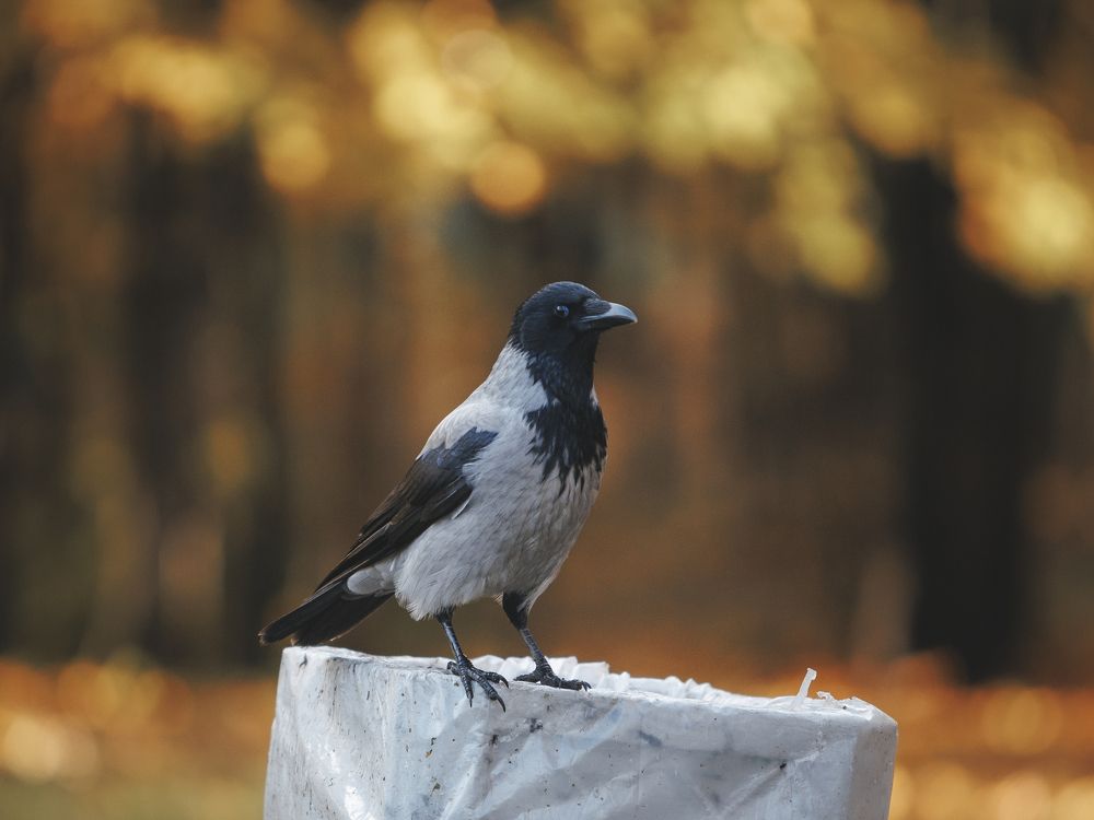 Photograph by Мария Клещенко