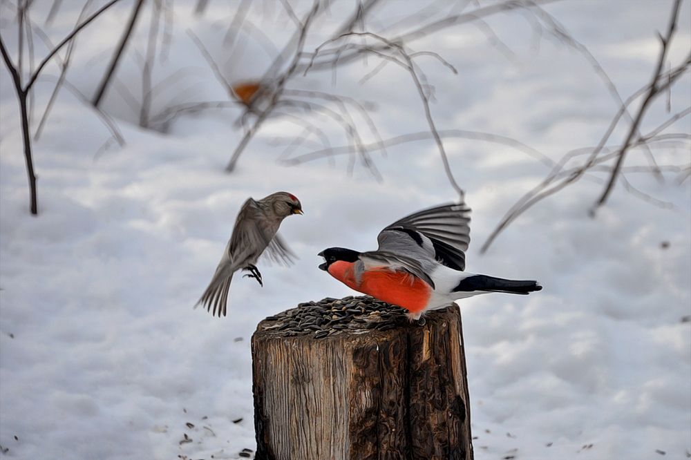 Photograph by Александр Шипиленко