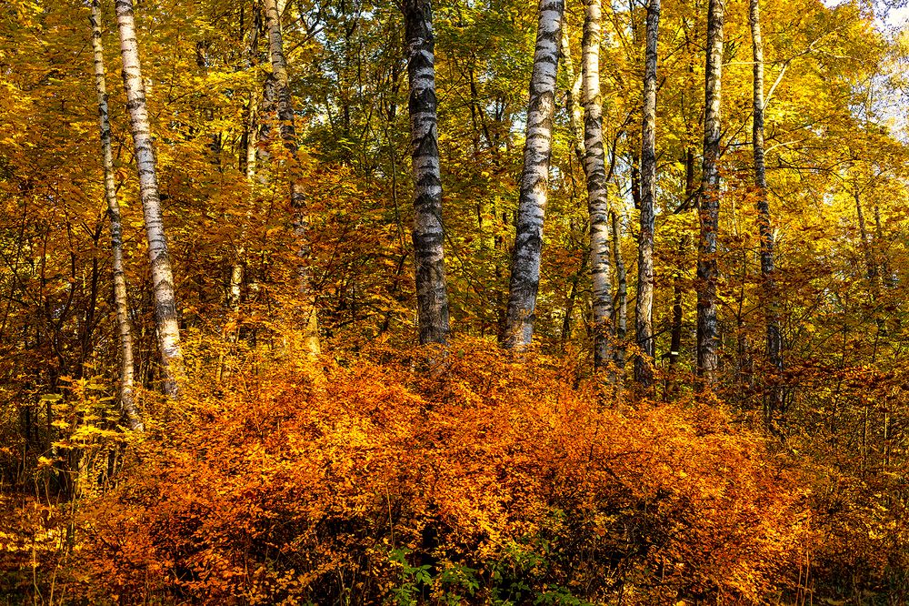 Photograph by Michel