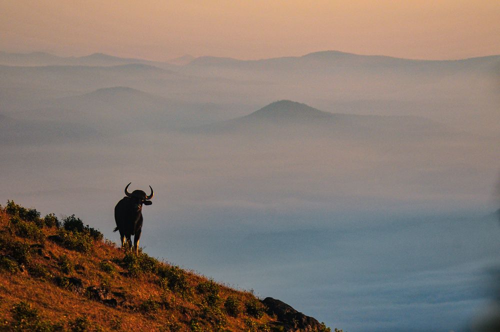 Photograph by Sharan Karthick