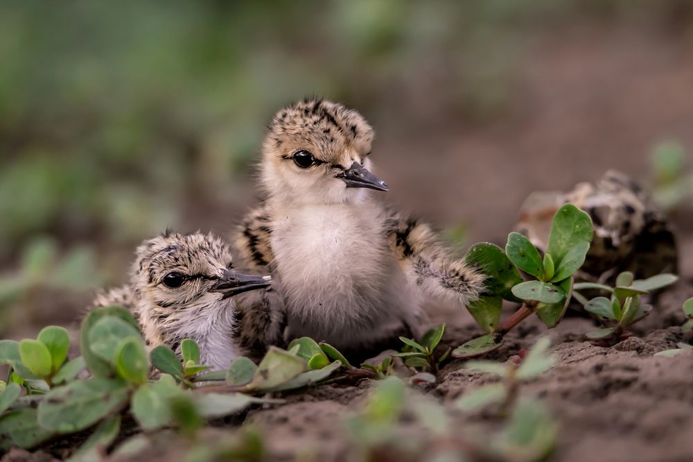 Малыши ходулочника