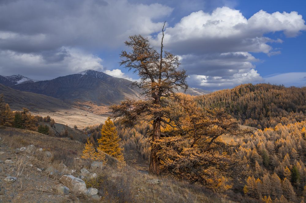 Долгая жизнь