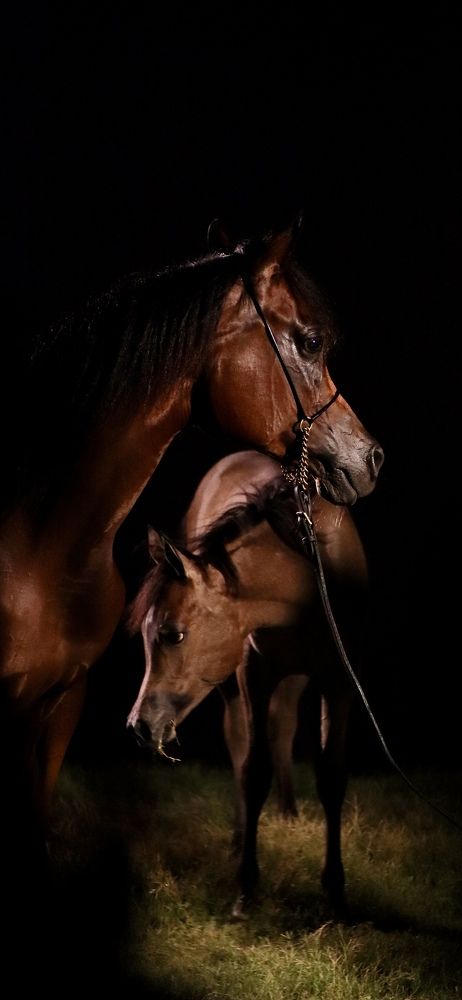 Фотография автора Sarrah Yehia