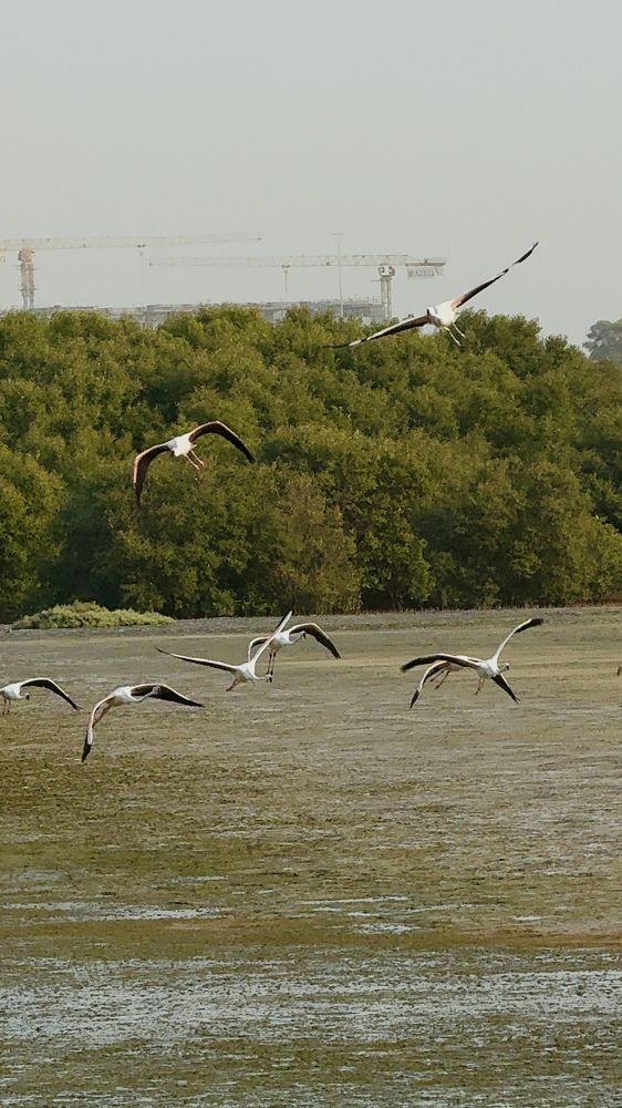 Фотография автора Sarrah Yehia Albahnasawy