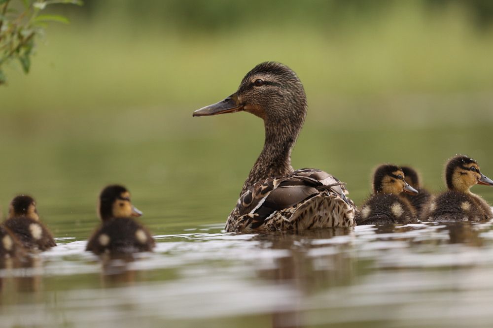 Photograph by Рыбаков Руслан