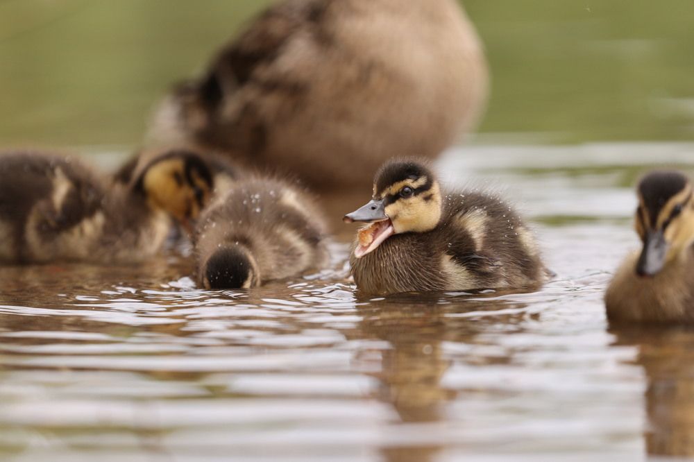 Photograph by Рыбаков Руслан
