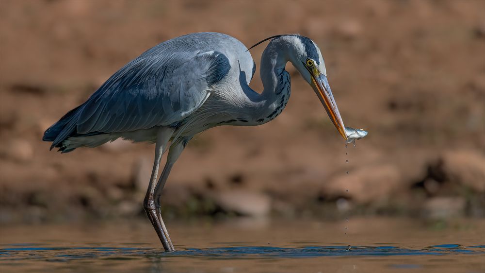 Photograph by Tania Cholwich