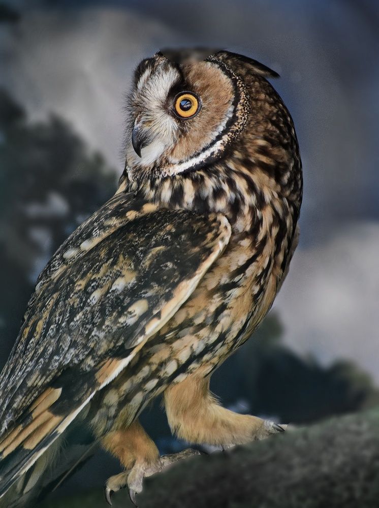 Фотография автора лилия беланова