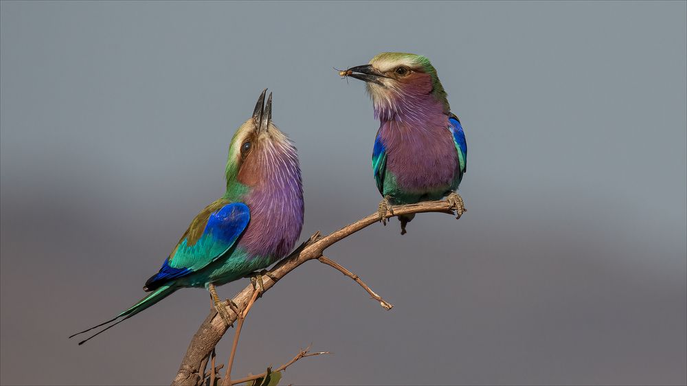 Photograph by Tania Cholwich