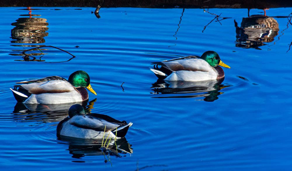 Photograph by Nikolai Barchan