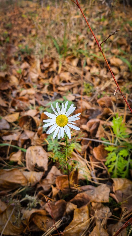 Photograph by Александра Почечуева