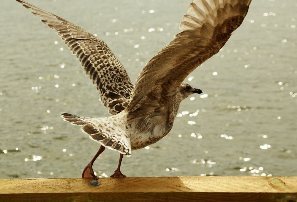 Photograph by Владислав Кравцов