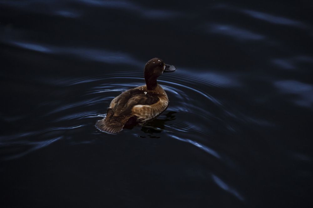 Photograph by Виктория Мамлеева