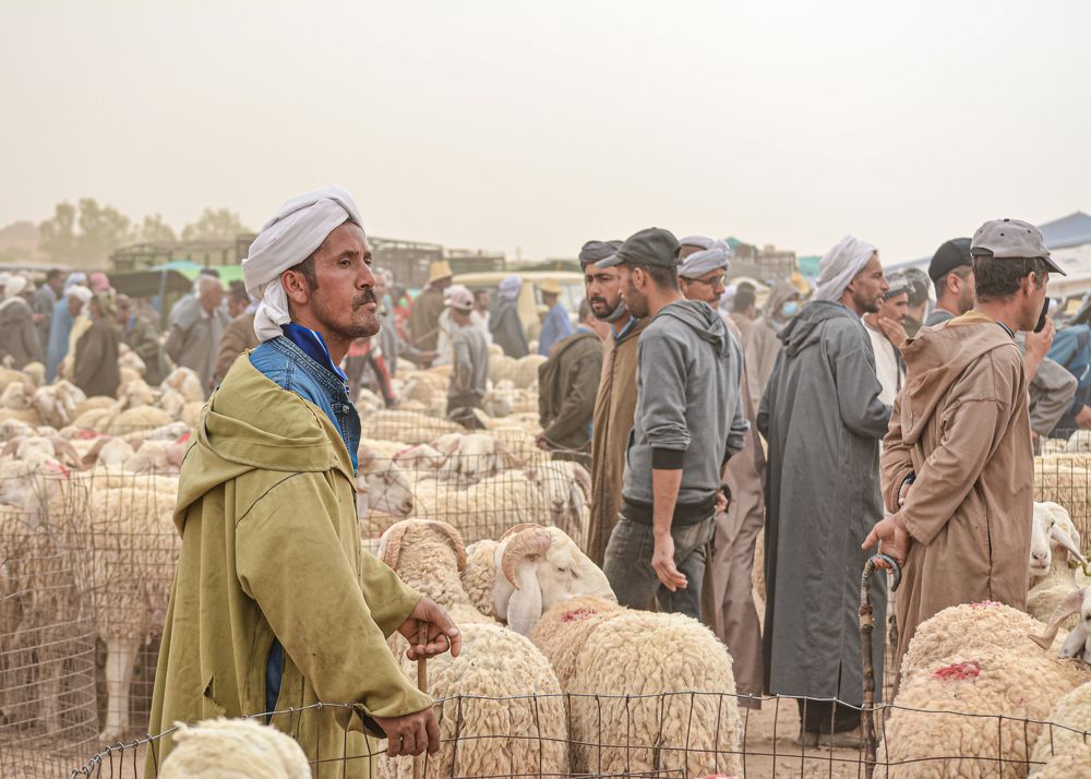 Djelfa sheep market